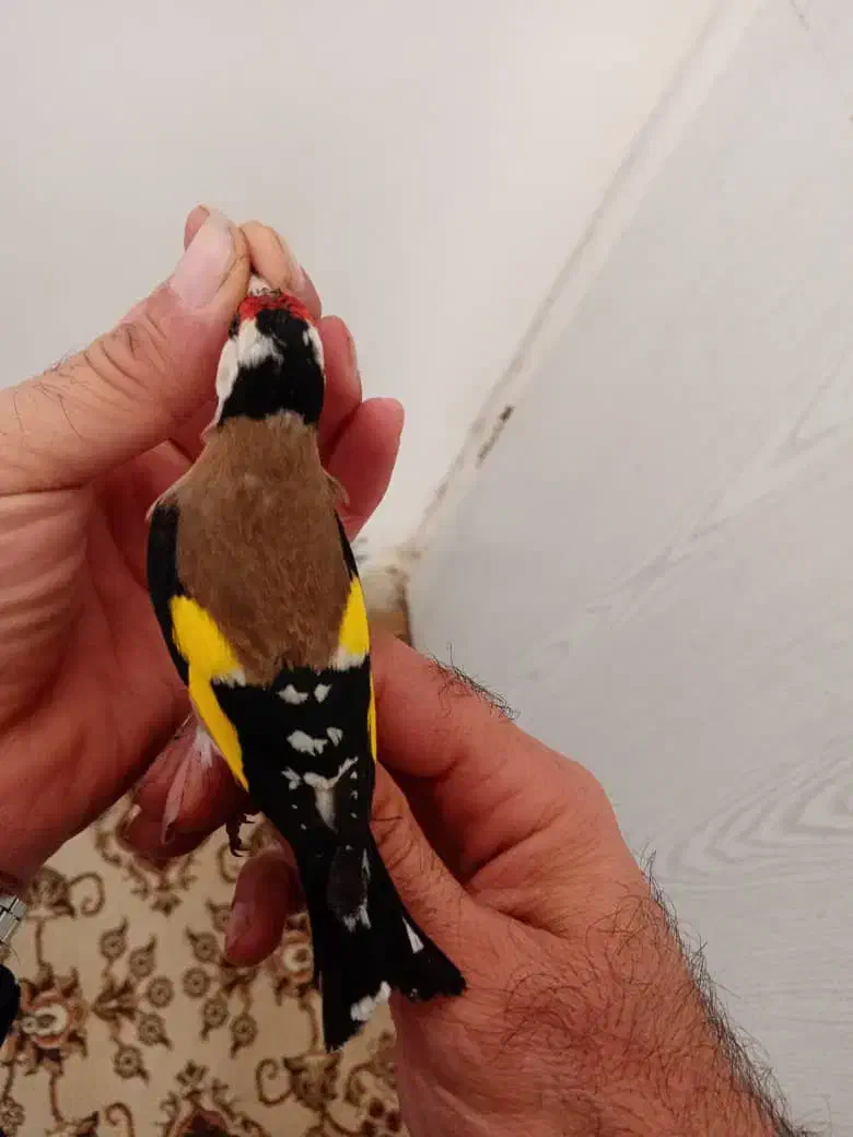 سیره باغی دوماه قفس|پرنده|کرمانشاه, |دیوار