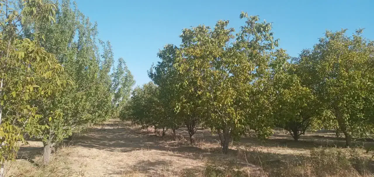 ۳هکتار زمین|فروش زمین و ملک کلنگی|باروق, |دیوار