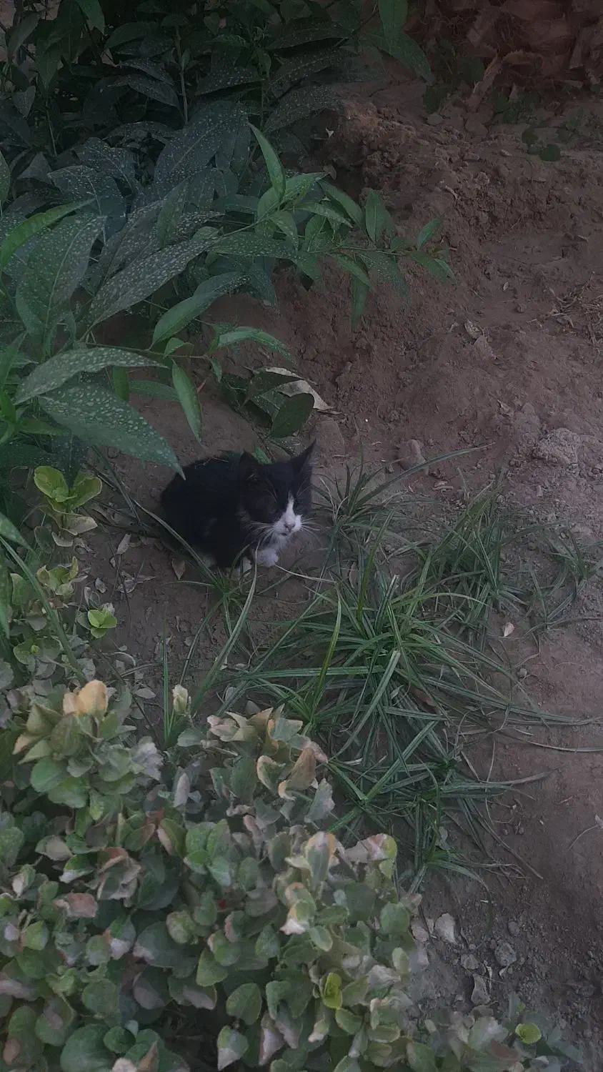 واگذاری رایگان دو بچه گربه|گربه|اندیشه, اندیشه فاز ۳|دیوار