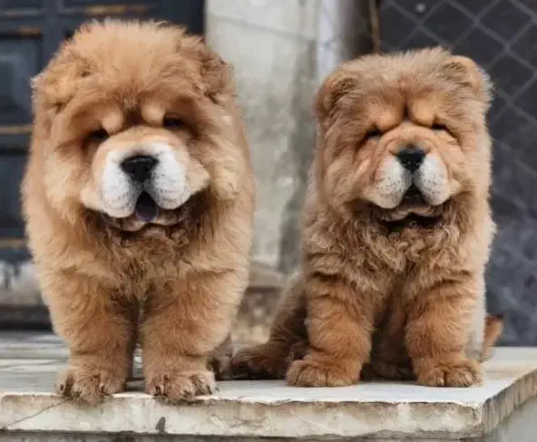 چاچاو|سگ|کرمان, |دیوار