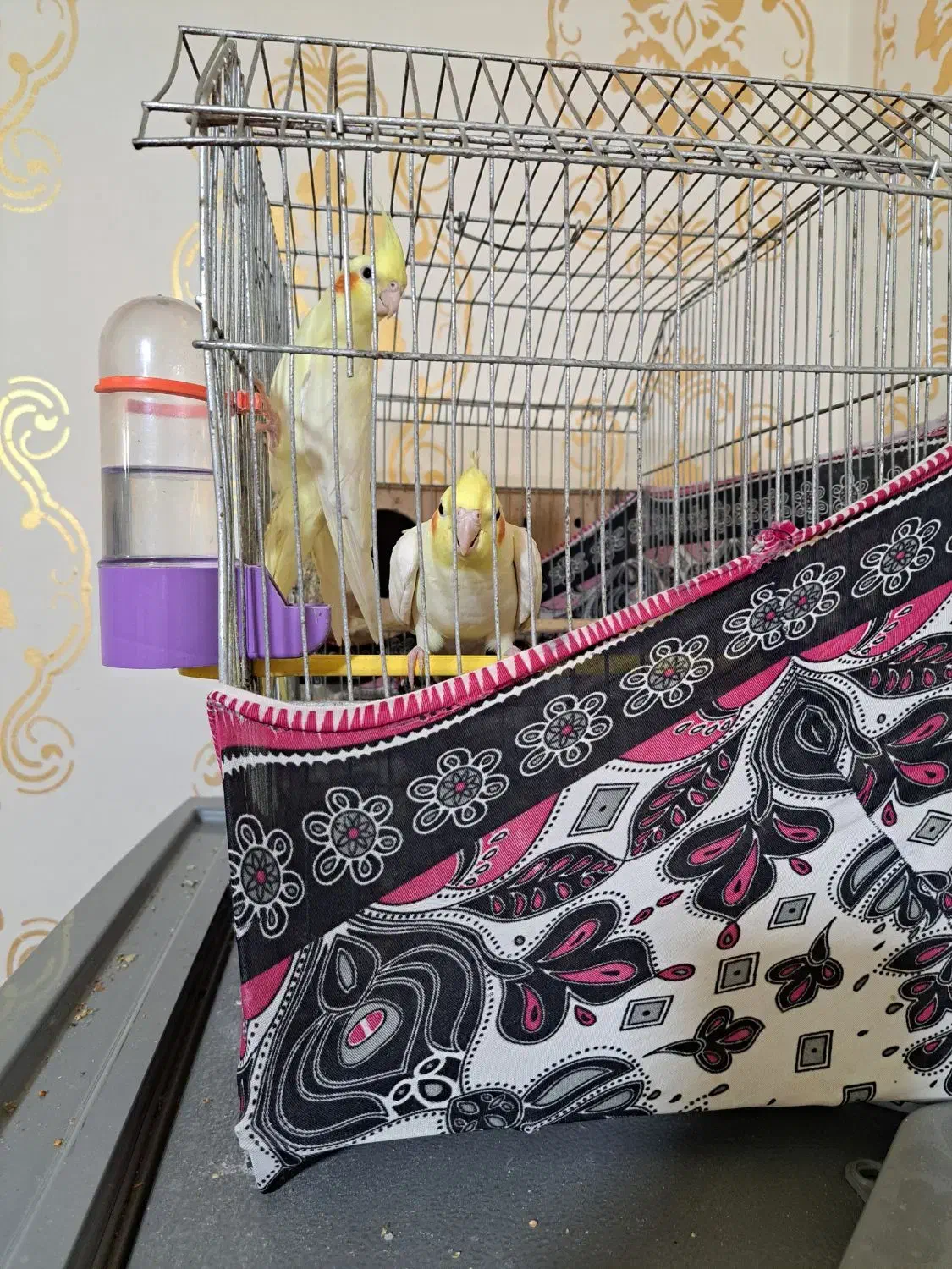 شادگان روستای توبچی|پرنده|شادگان, |دیوار