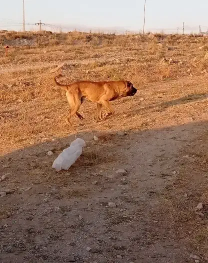 سگ سرابی|سگ|بستان آباد, |دیوار