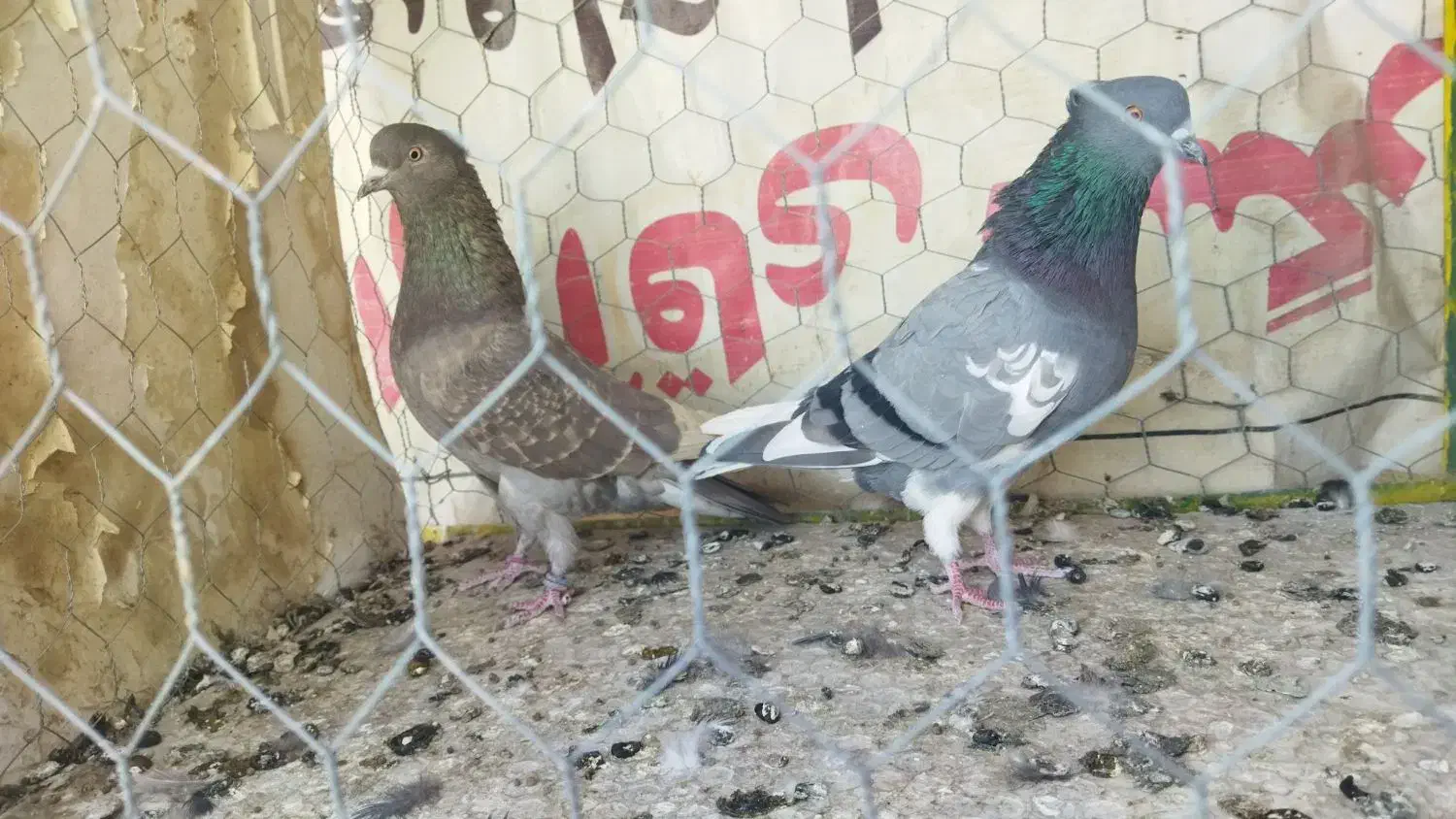 کبوتر پرشی|پرنده|نقده, |دیوار