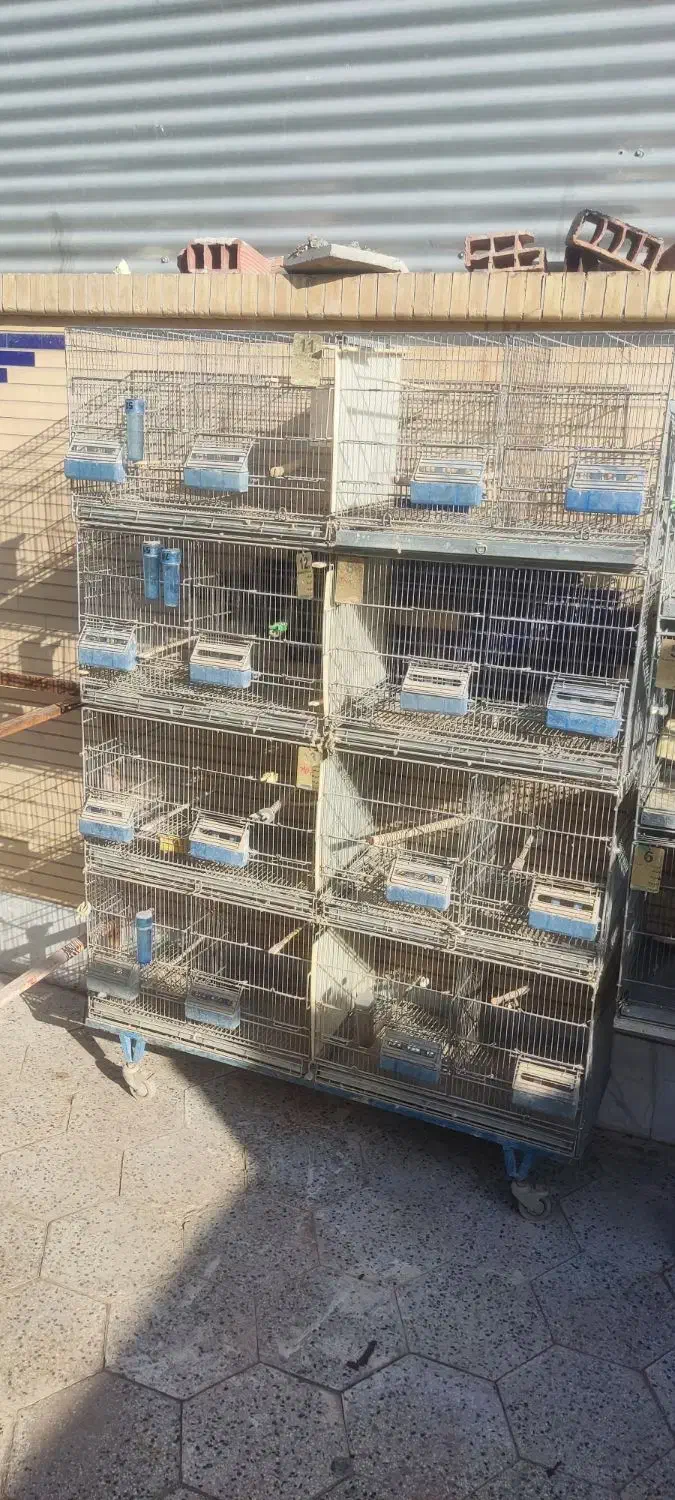 قفس 16 خان اردشیر و 6 خان پژاوند|لوازم جانبی حیوانات|زرند, |دیوار