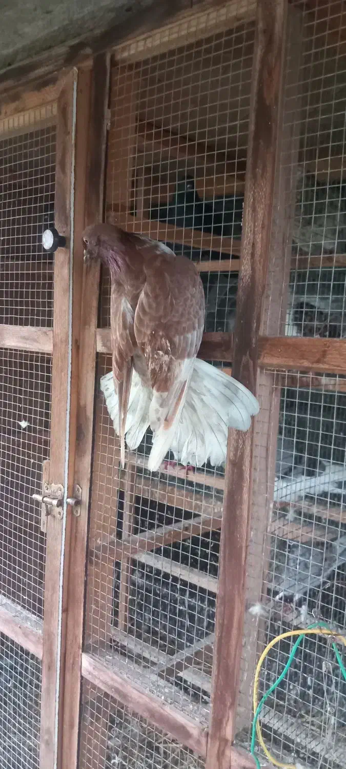 کفتر غریب|پرنده|سنگر, |دیوار