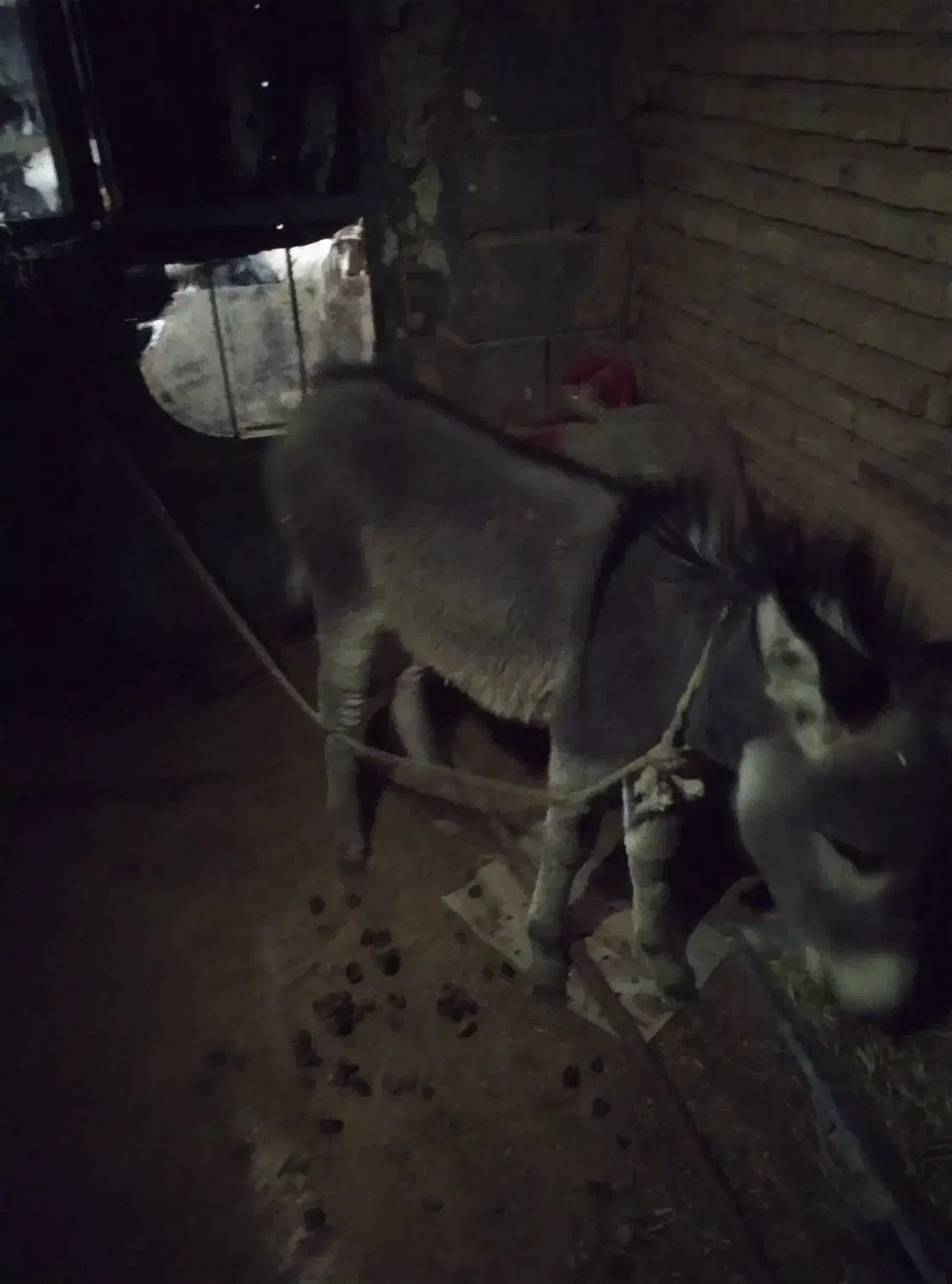 روستای کلواری|حیوانات مزرعه|منج, |دیوار