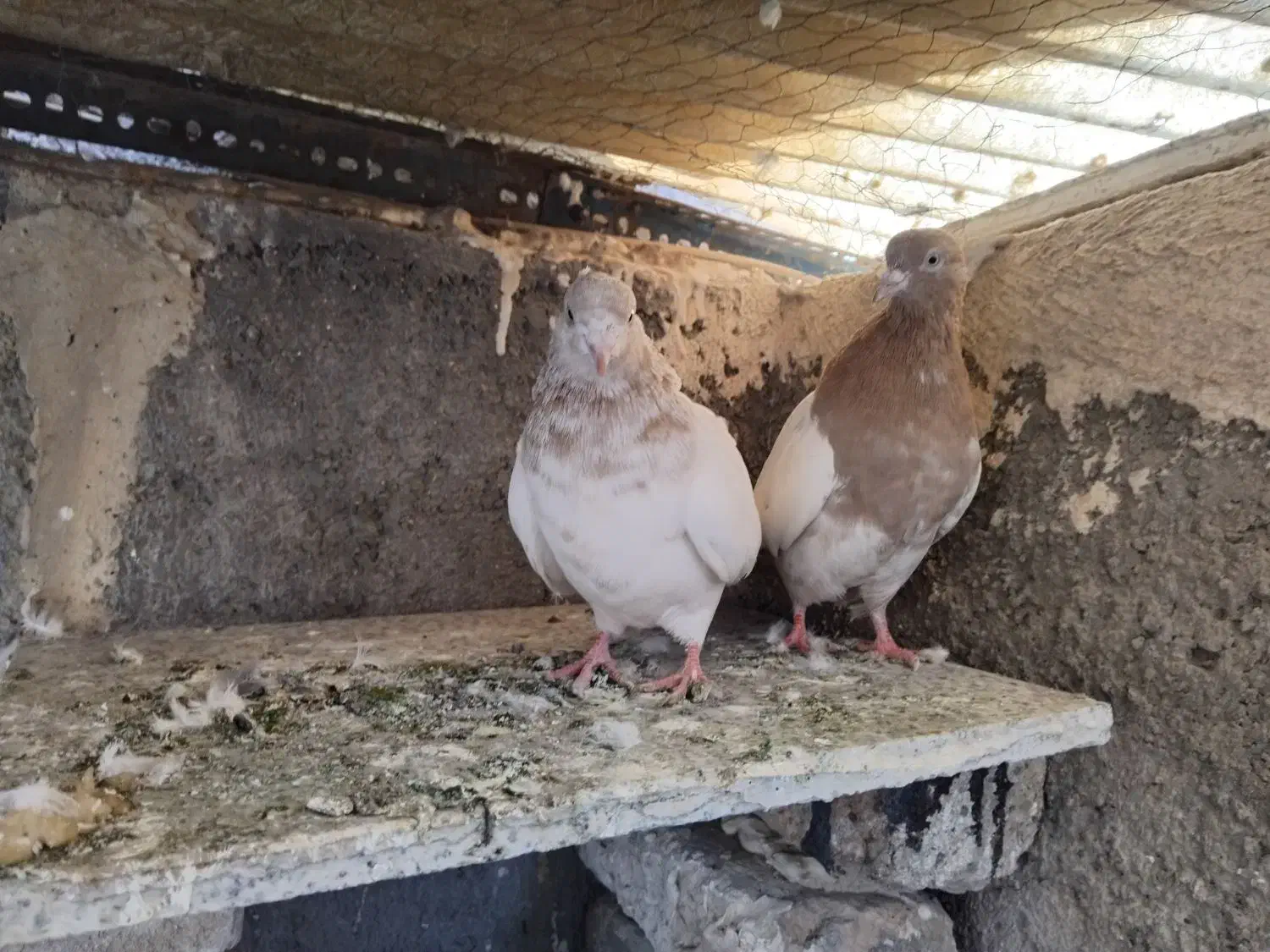 سلام ۱جفت کله زرد فروشی ۷۵۰|پرنده|اسلامشهر, شهرک مهدیه|دیوار