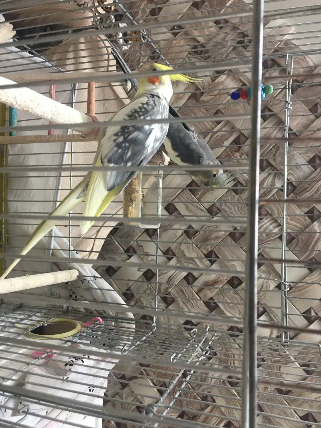 جفت عروس هلندی همراه دو جوجه و قفس|پرنده|تهران, نازی‌آباد|دیوار