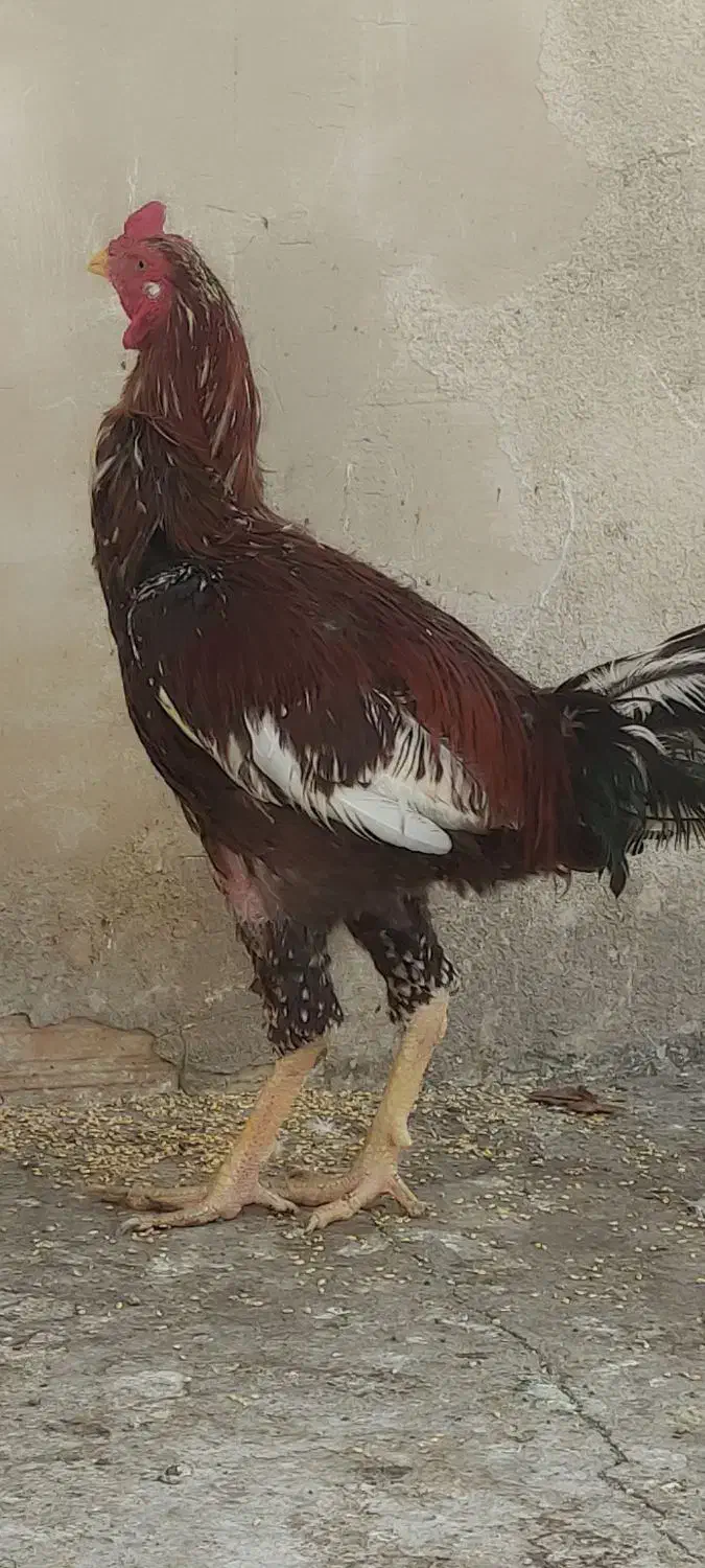 مرغ خروس لاری|حیوانات مزرعه|مشهد, هنرور|دیوار