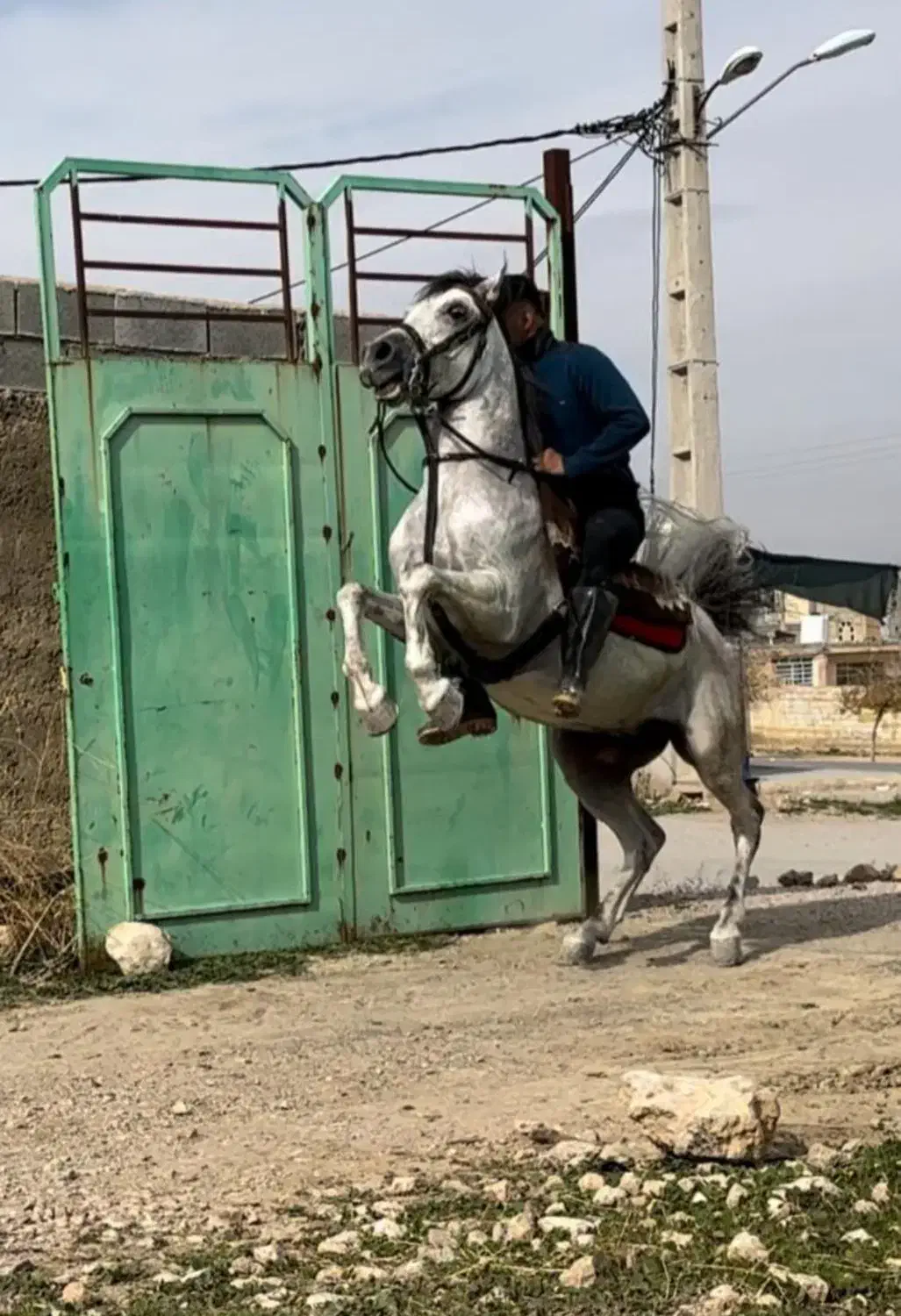 اسب|اسب و تجهیزات اسب‌سواری|زنجان, |دیوار