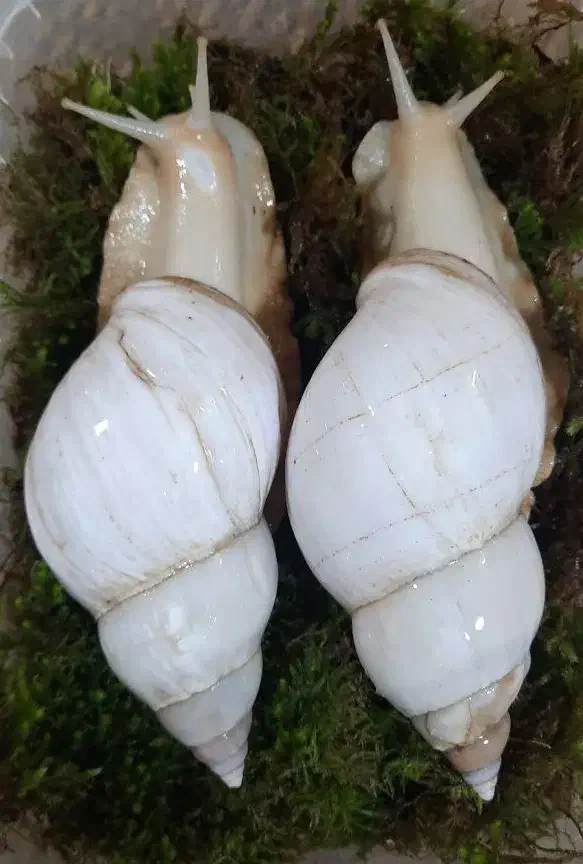 فروش انواع نژاد حلزون مولد طبی|خزنده|رفسنجان, |دیوار