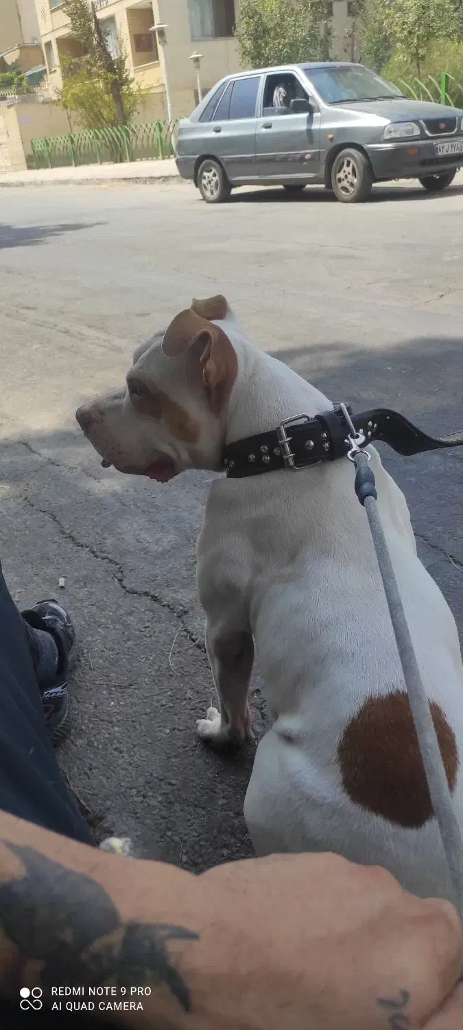 پیت بول بولی کمتر از دوسال سن|سگ|اصفهان, خانه اصفهان|دیوار