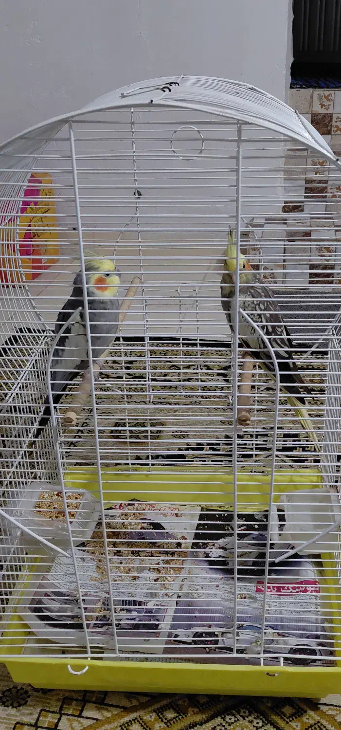 عروس هلندی جفت به همراه قفس|پرنده|آستانه اشرفیه, |دیوار