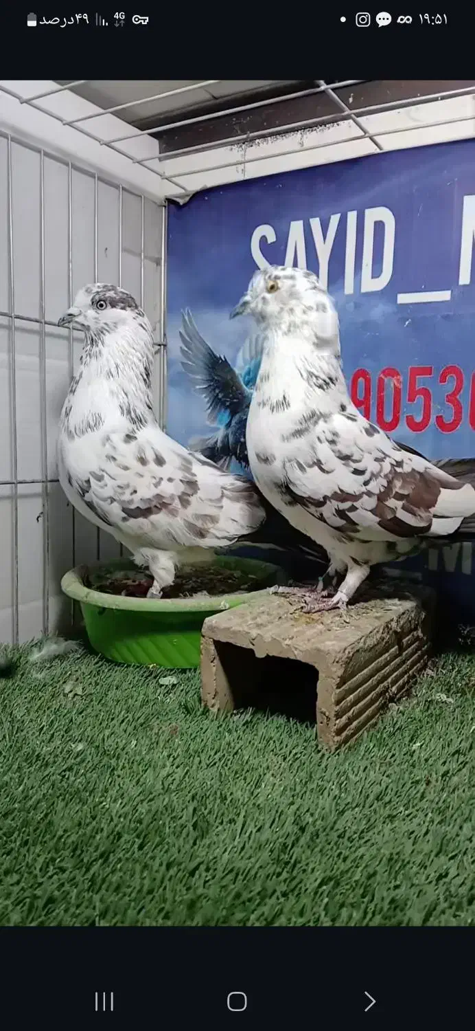 کبوتر خال سرور|پرنده|ساوه, |دیوار