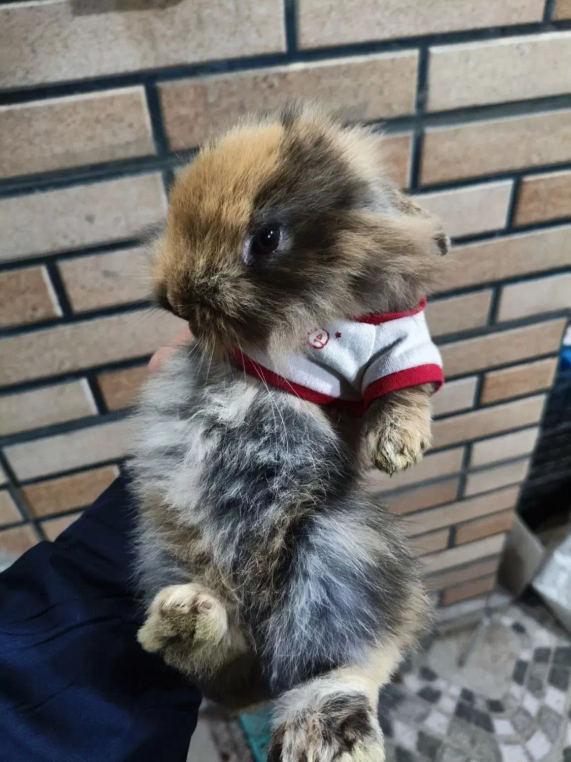 بچه خرگوش مینی لوپ بامزه ۲۰ روزه در رنگ های مختلف|موش و خرگوش|تهران, هاشمی|دیوار