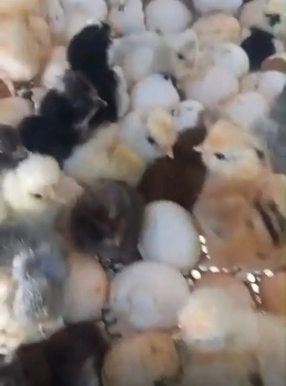 جوجه گلپایگانی یک روزه/ جوجه اردک پکنی یک روزه|حیوانات مزرعه|جوادآباد, |دیوار