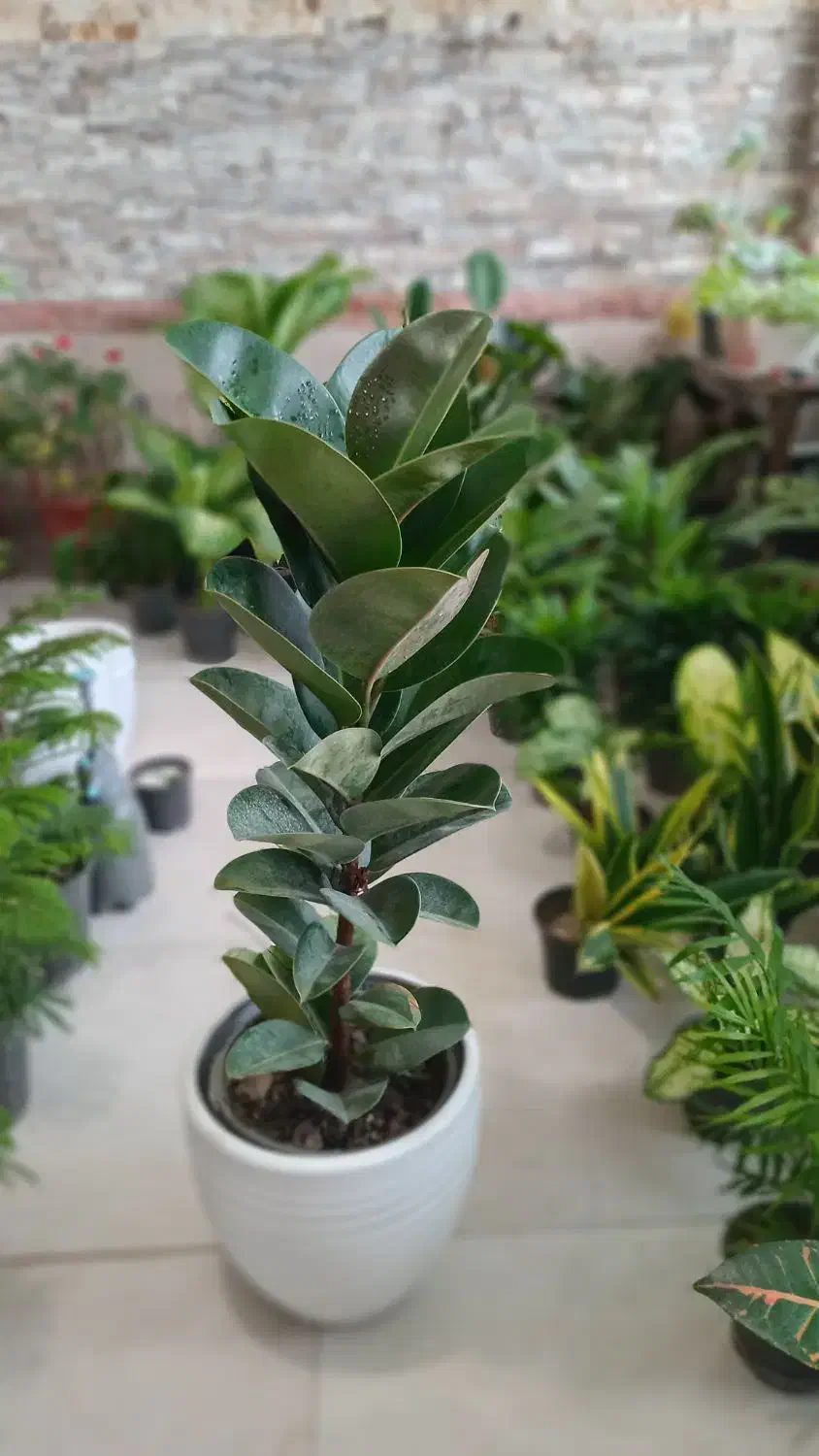 گل گیاه طبیعی|گل و گیاه طبیعی|گرمخان, |دیوار