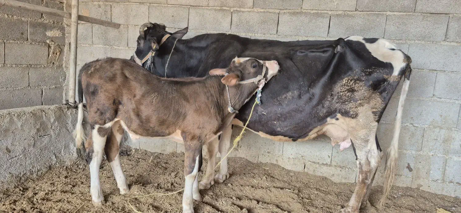 گاگوساله نر|حیوانات مزرعه|مسجد سلیمان, |دیوار