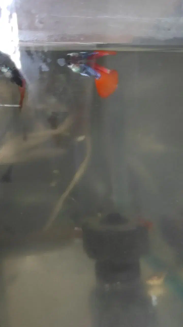 فروش ماهی|ماهی|بندرعباس, |دیوار