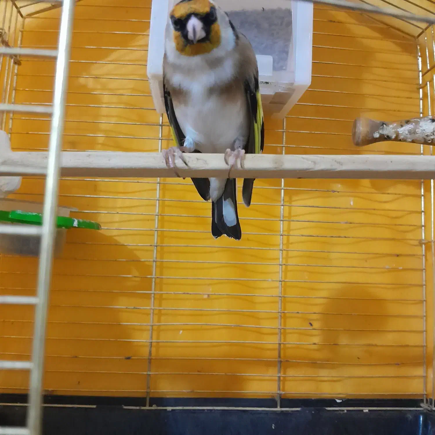 سهره دستی دهندار|پرنده|ابهر, |دیوار