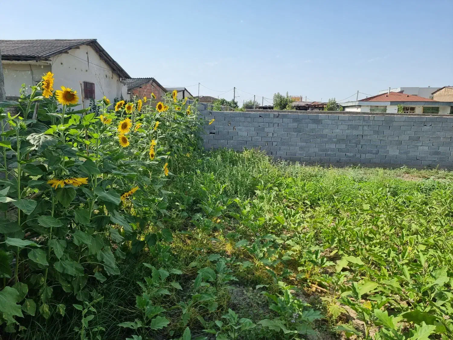 زمین در پنج کیلومتری گرگان-داخل بافت روستا بی نظیر|فروش زمین و ملک کلنگی|گرگان, |دیوار