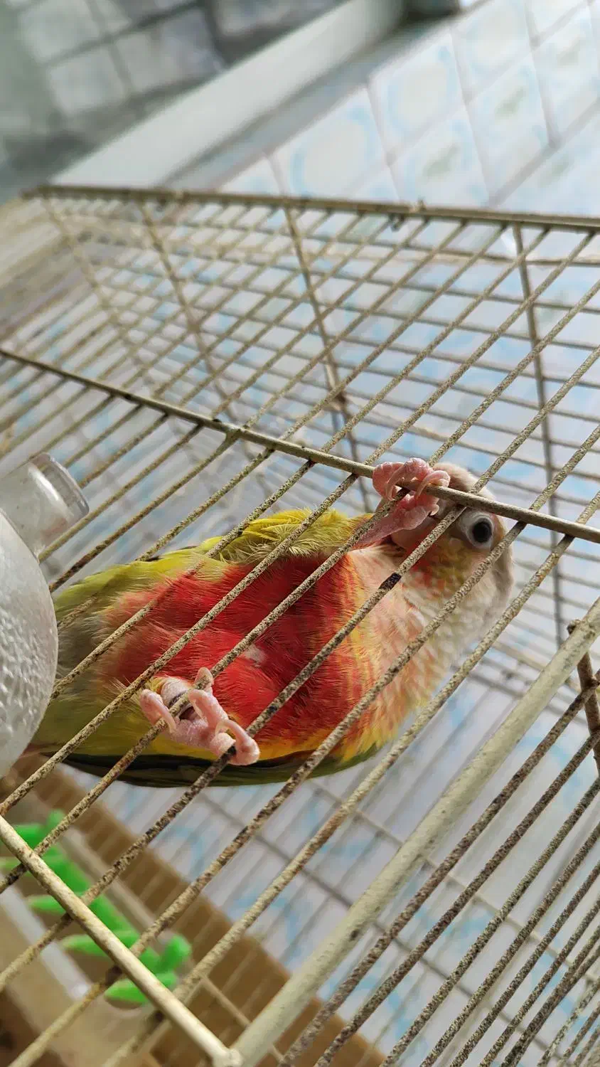 گرینچیک آناناسی مولد|پرنده|حمیدیا, |دیوار