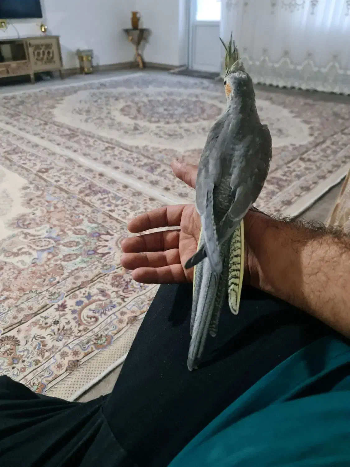 عروس  آلبینو وسینامون|پرنده|همدان, |دیوار