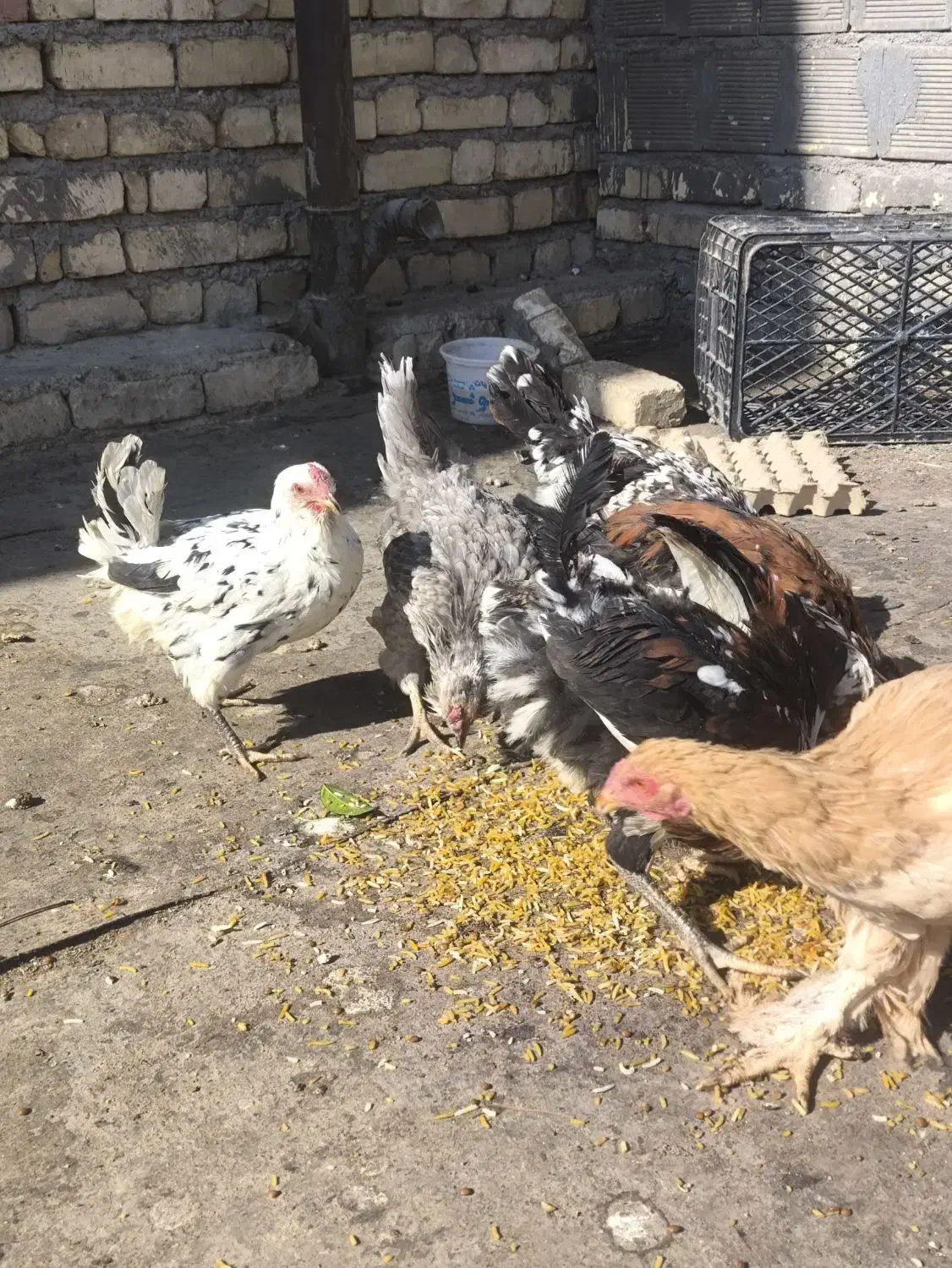 مرغ بومی گلین|حیوانات مزرعه|خمینی‌شهر, |دیوار