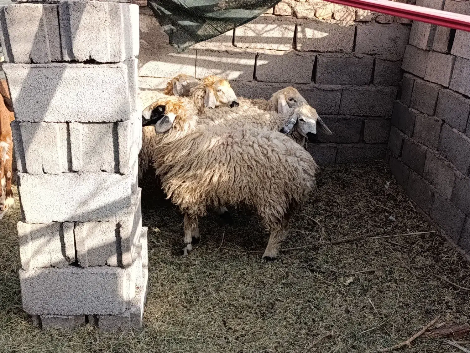 کاور بره|حیوانات مزرعه|بم, |دیوار