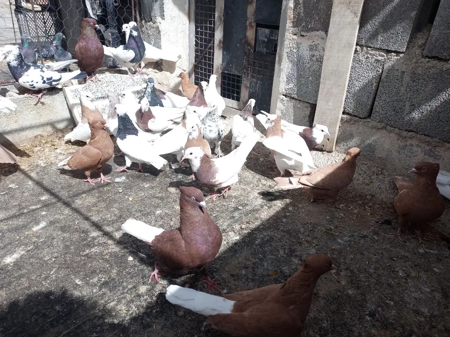 کبوتر رنگی|پرنده|اقلید, |دیوار