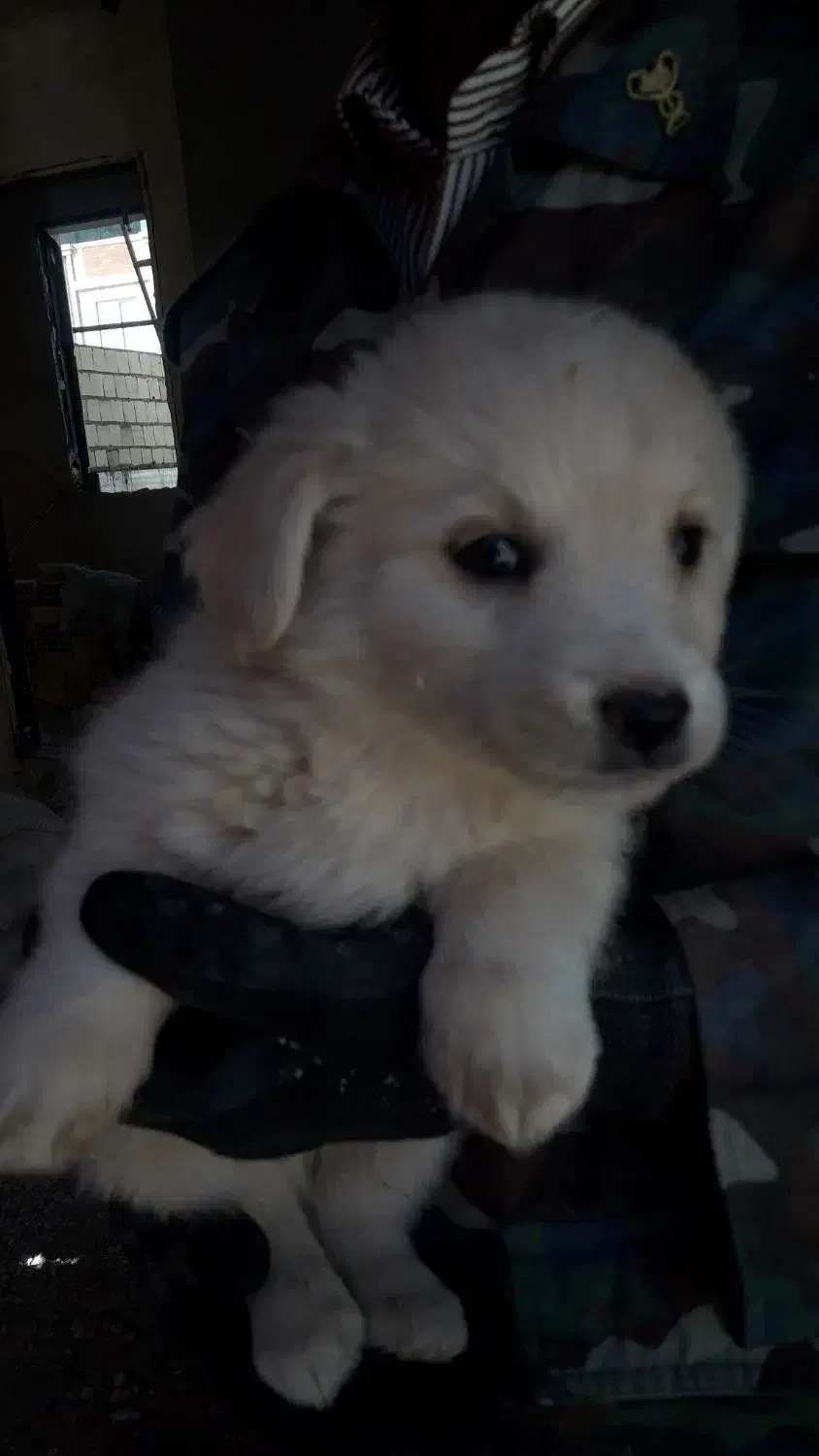 فروش 4 عدد توله|سگ|گلبهار, شهر جدید گلبهار|دیوار