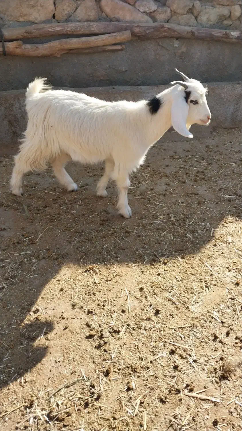 بزغاله وقوچ افشاری داشتی|حیوانات مزرعه|اندیمشک, |دیوار