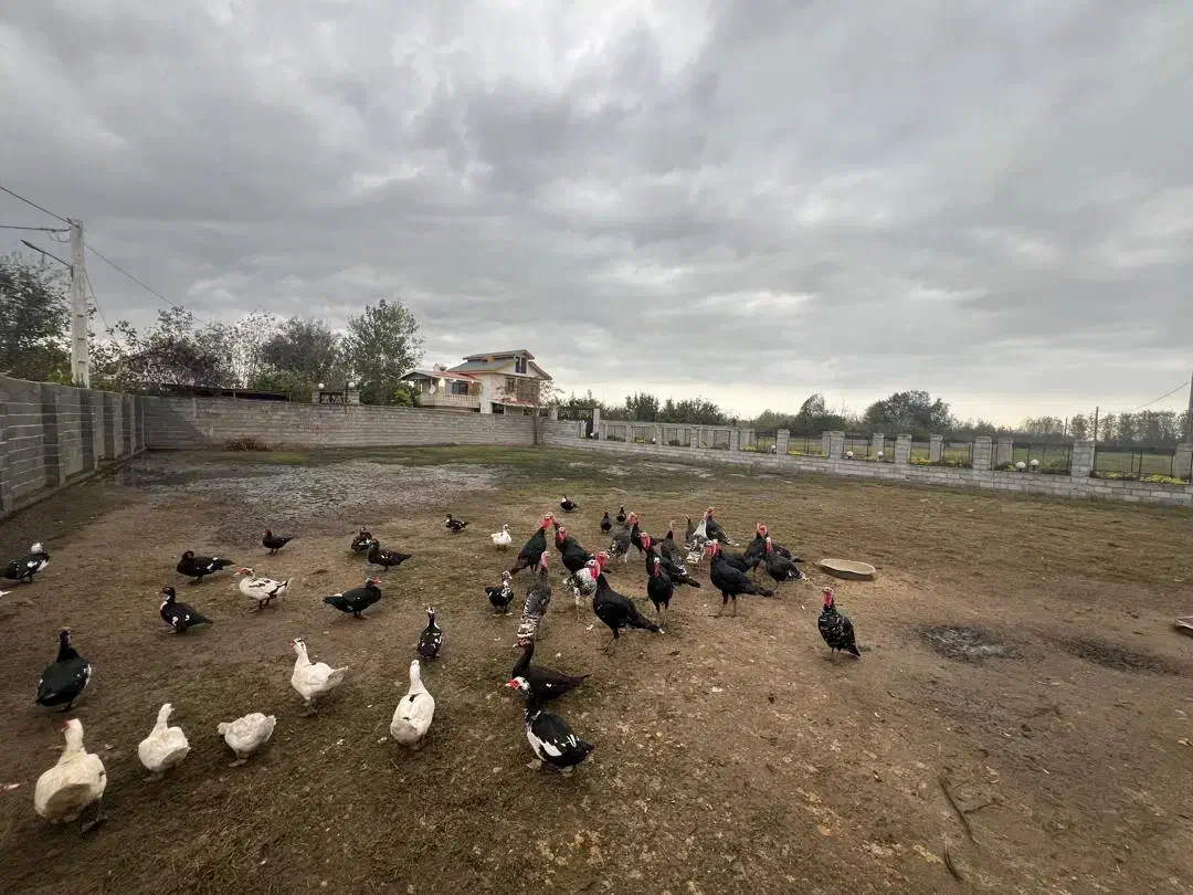 ۸۰۰ متر زمین مسکونی دور دیوار|فروش زمین و ملک کلنگی|لولمان, |دیوار