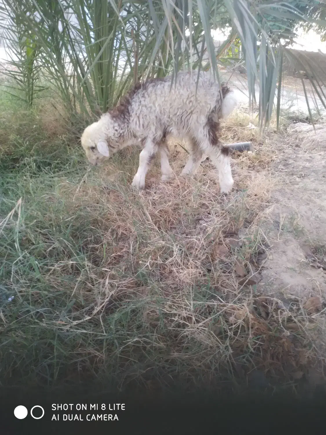 بره ماده|حیوانات مزرعه|شبانکاره, |دیوار