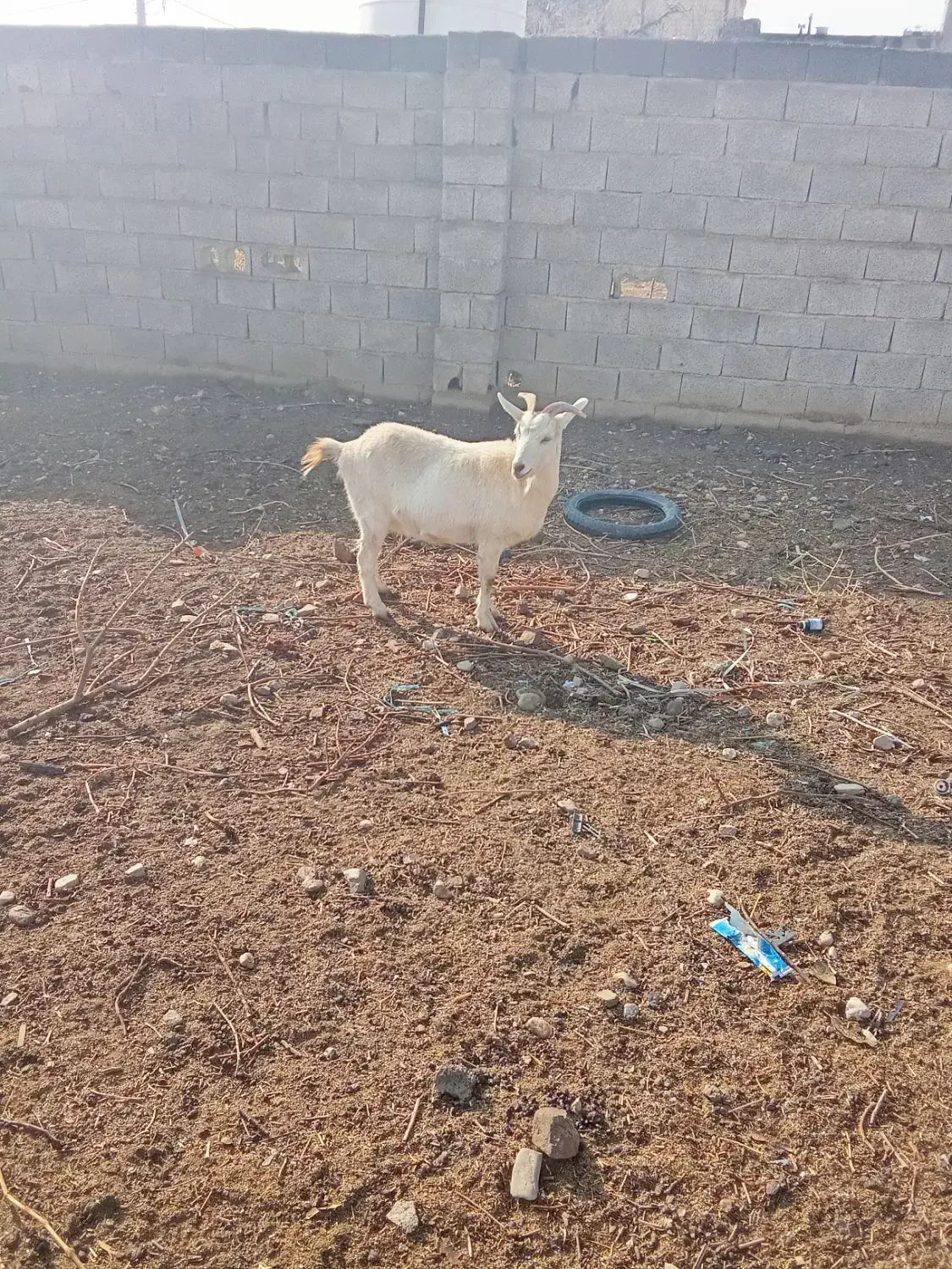 بز سانن جوان دوم شکم|حیوانات مزرعه|کوهسار (البرز), |دیوار