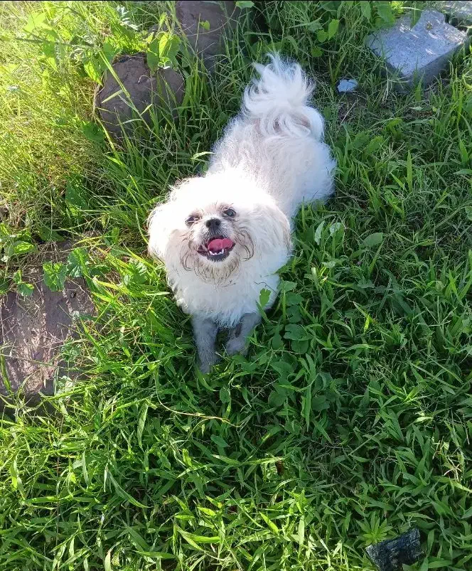 سگ شیتزو کراس فلت عروسکی سفید|سگ|رشت, حاجی آباد|دیوار