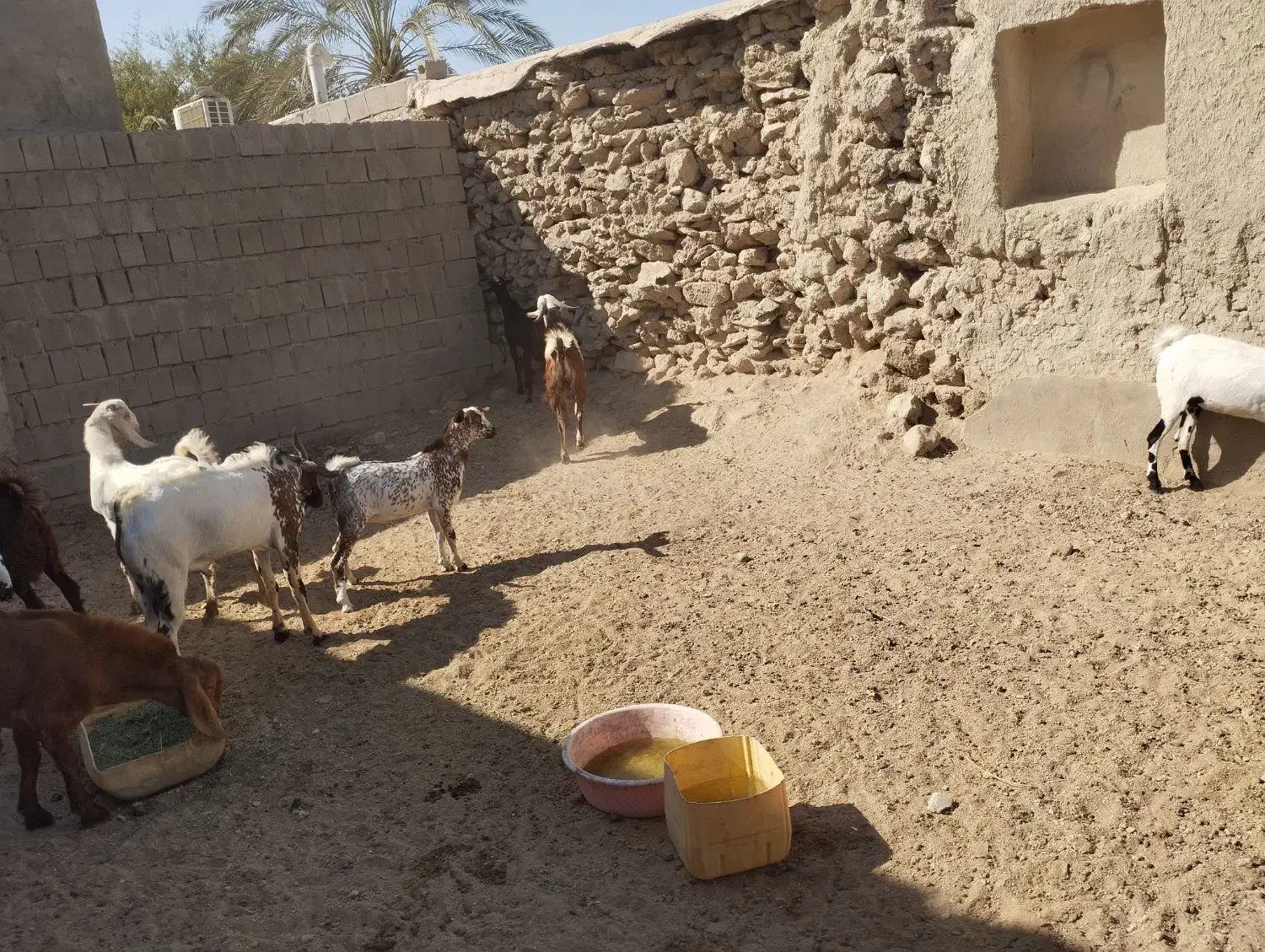 دامداری رمکان|حیوانات مزرعه|قشم, |دیوار