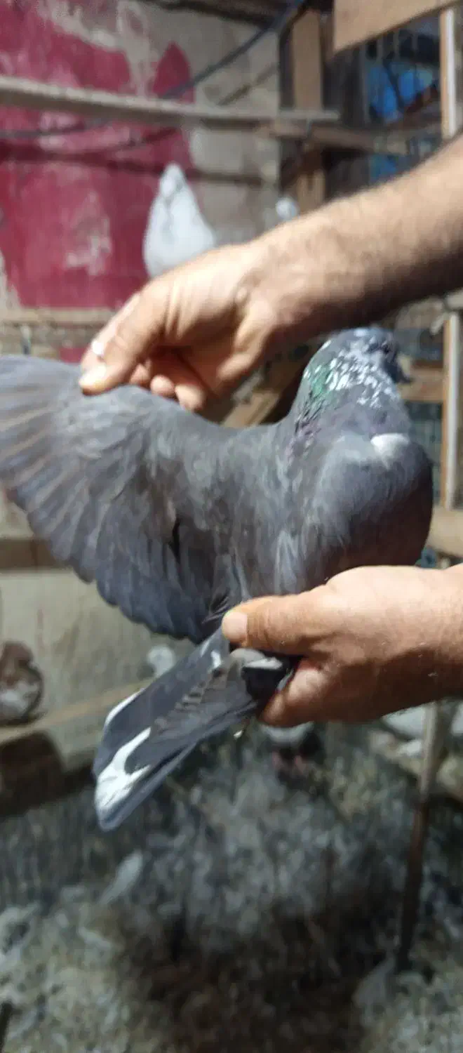 کبوتر پرشی|پرنده|شهریار, شهریار|دیوار