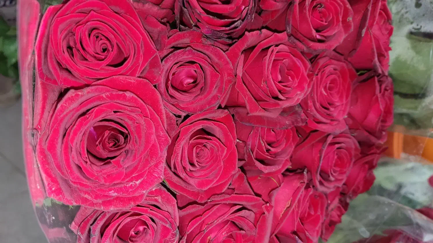 رز عمده از ۴۰۰ تا ۱/۲۰۰ بستگی ب قد و سرگل|گل و گیاه طبیعی|شیراز, رکنآباد|دیوار