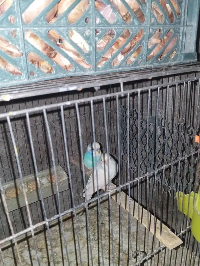 مرغ عشق جفت|پرنده|یاسوج, |دیوار