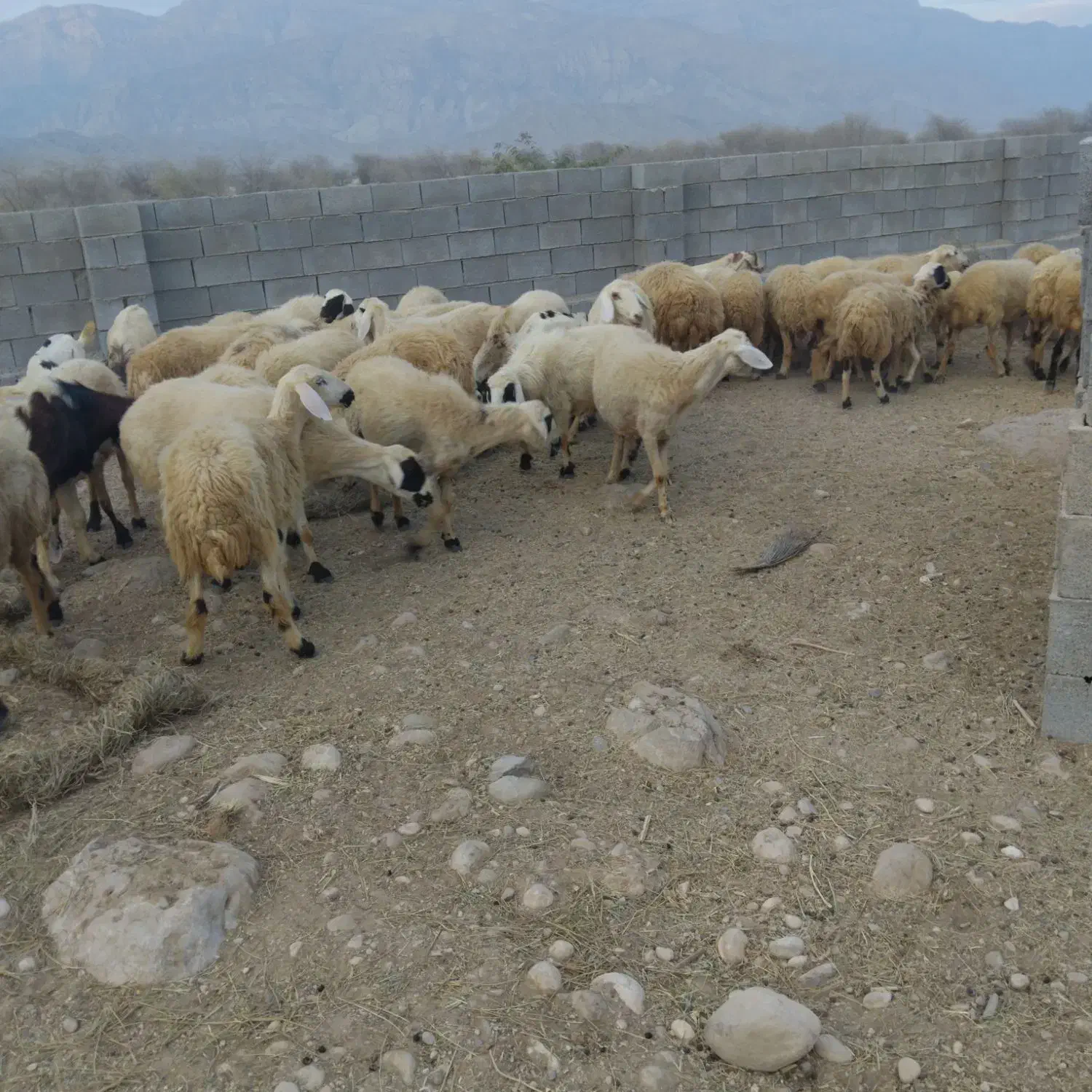 میش با بره|حیوانات مزرعه|تخت, |دیوار