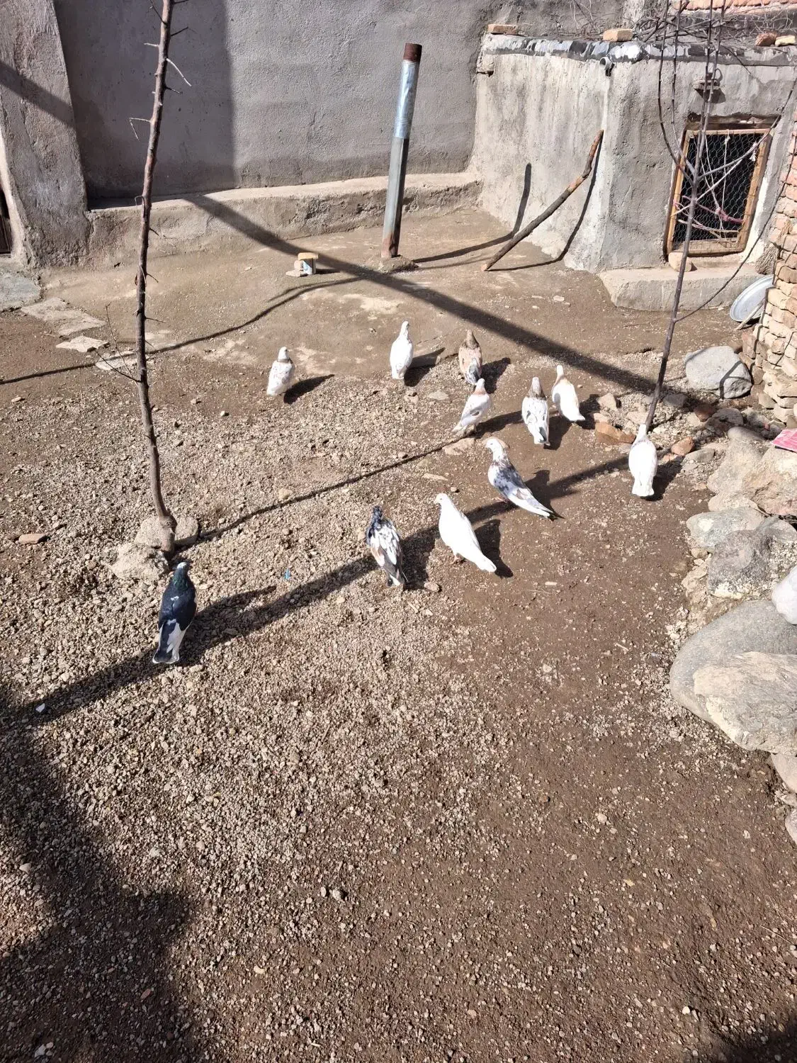 کبوتر سرور|پرنده|اردبیل, |دیوار