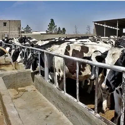راهنمایی برای تهیه دامداری|اجارهٔ دفتر صنعتی، کشاورزی، تجاری|اهواز, کوروش|دیوار