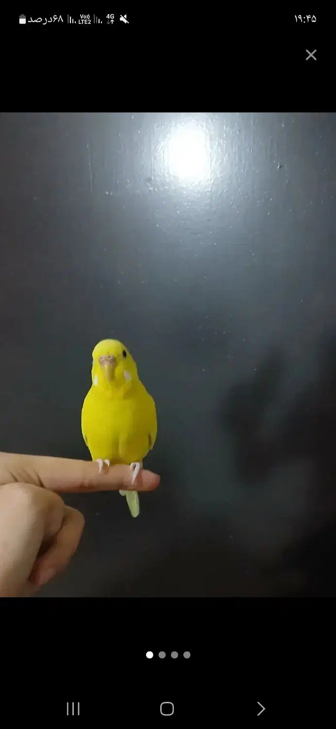 مرغ عشق دست آموز|پرنده|قزوین, |دیوار