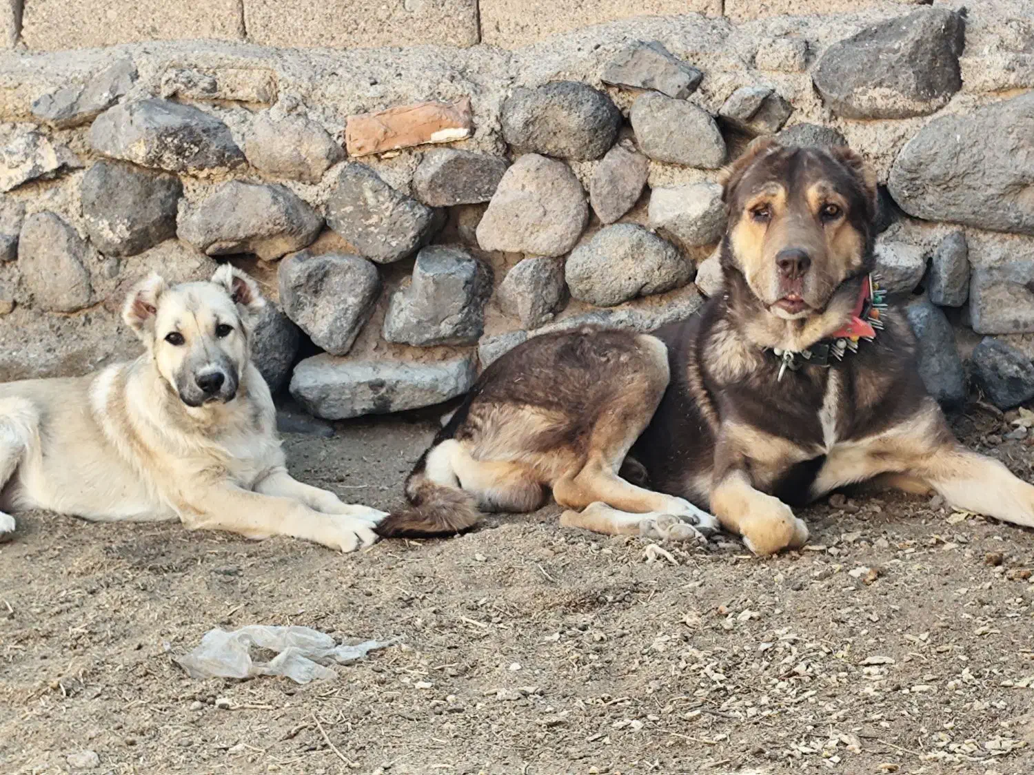 دو عدد عشق|سگ|بیرجند, |دیوار