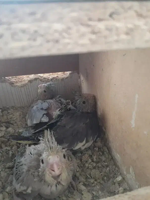 یک جفت عروس هلندی مولد|پرنده|پاکدشت, پاکدشت (مامازند)|دیوار