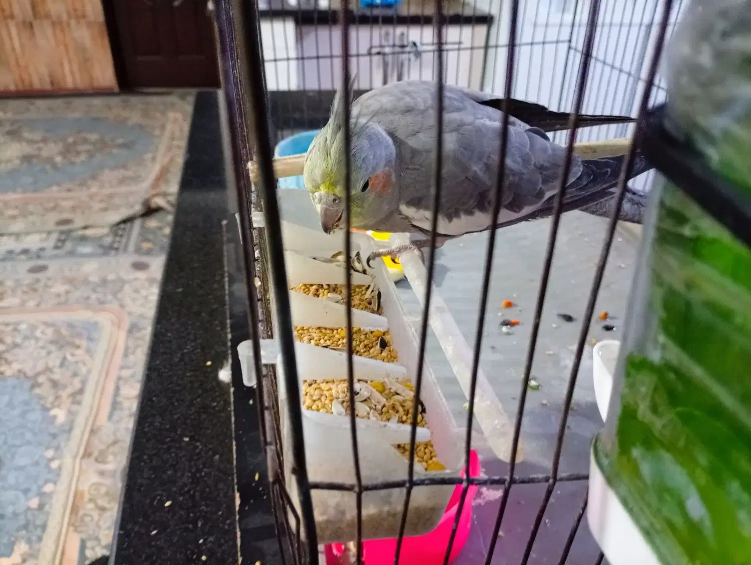 عروس هلندی|پرنده|سرپل ذهاب, |دیوار