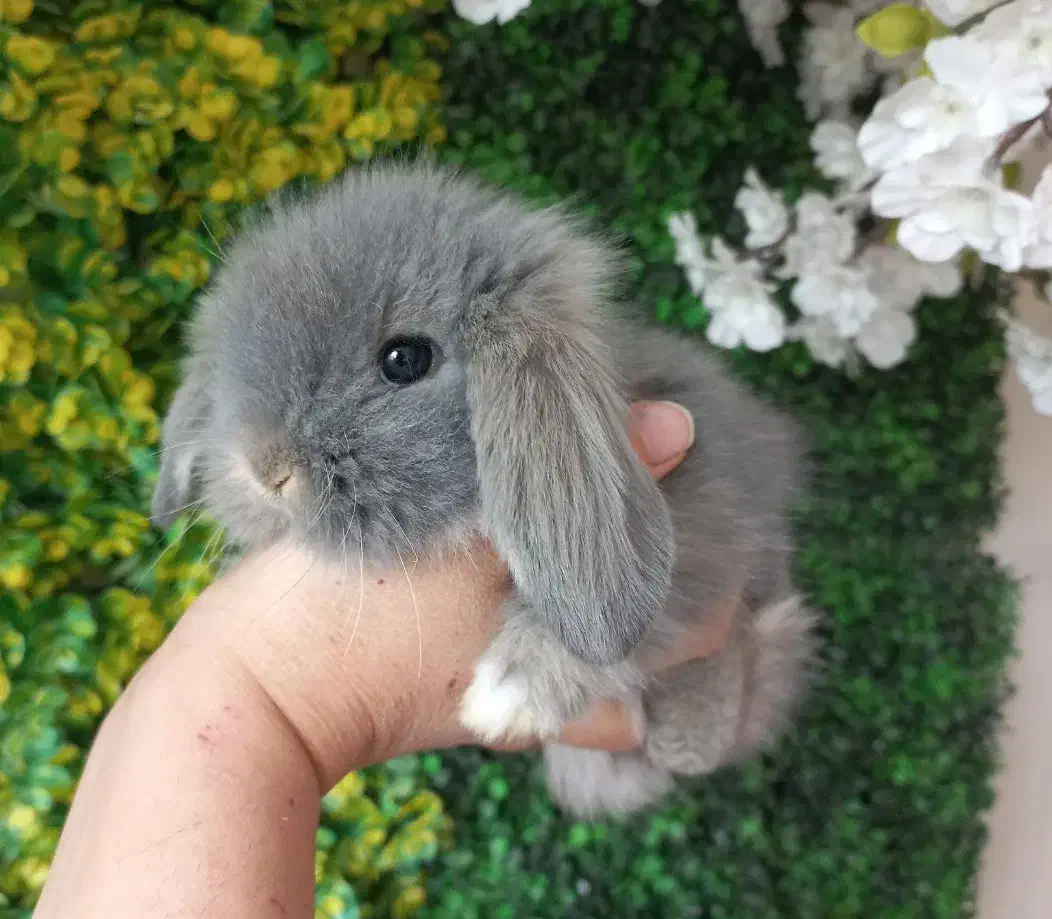 خرگوش های لوپی خانگی مسترمینی لوپ|موش و خرگوش|تهران, مرزداران|دیوار