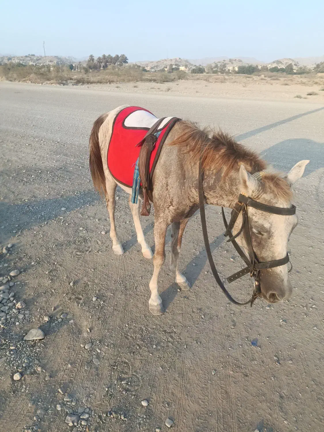 نریان کورد|اسب و تجهیزات اسب‌سواری|میناب, |دیوار