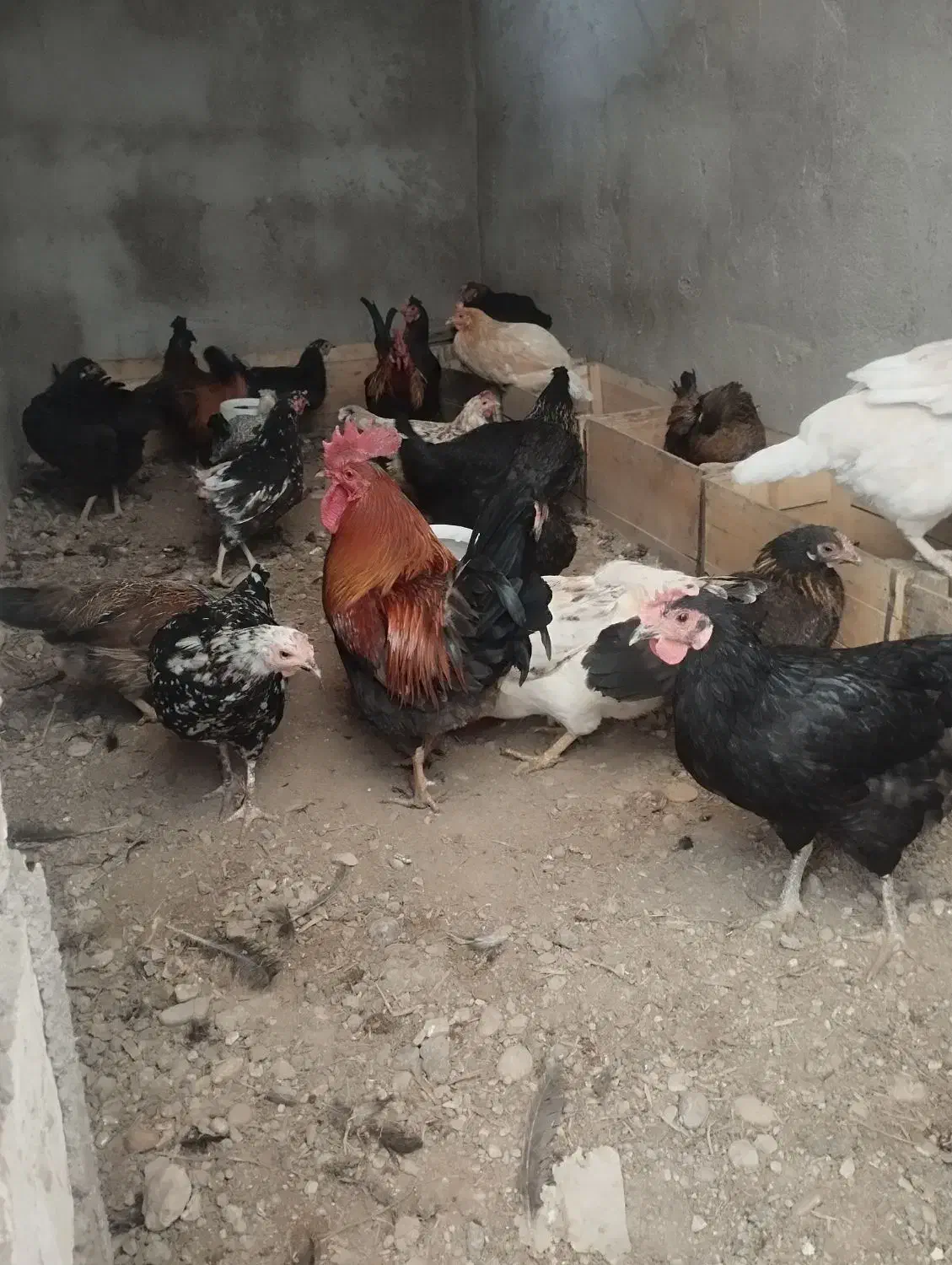 تخم مرغ نطفه دار گلین و خوراکی|حیوانات مزرعه|خرمشهر, |دیوار